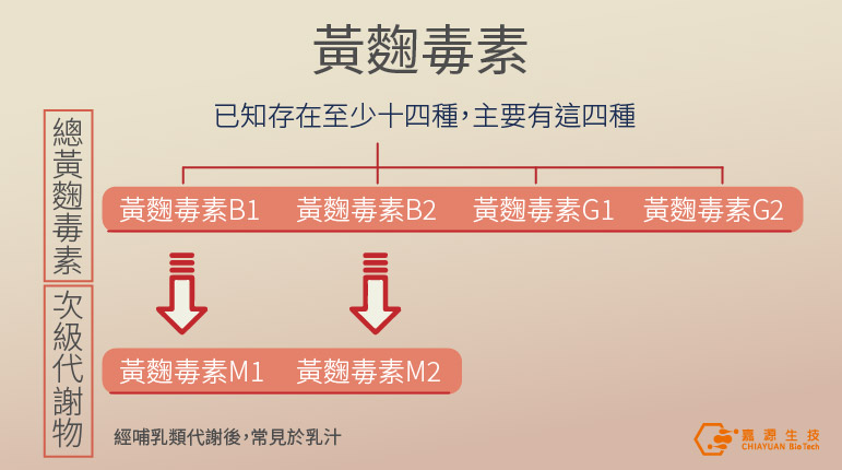 黃麴毒素